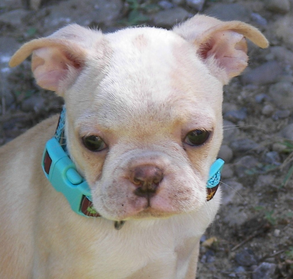 Cream  Boston Terrier Puppy